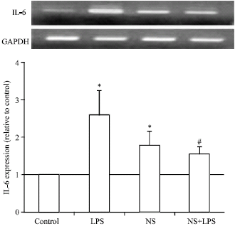 Image for - Nigella sativa Modulates Cytokines Expression in Mature Bovine Adipocytes