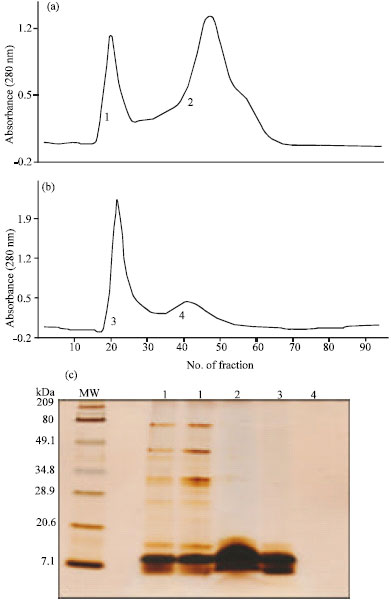 Image for - Characterization of a Capsicum chinense Seed Peptide Fraction with Broad Antibacterial Activity