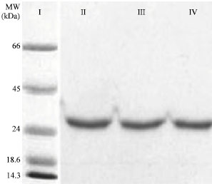 Image for - Isolation, Purification and Characterization of a Lectin from a Local Kashmiri Variety of Soybean (Glycine max)
