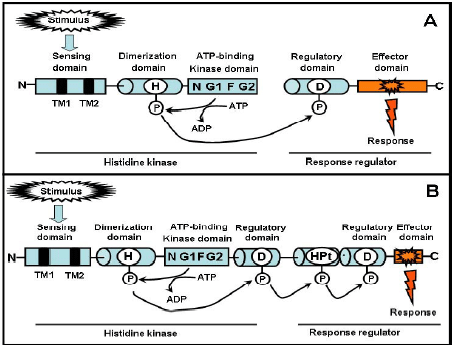Image for - The Amazing Role of the Group III of Histidine Kinases in Plant Pathogenic Fungi, an Insight to Fungicide Resistance