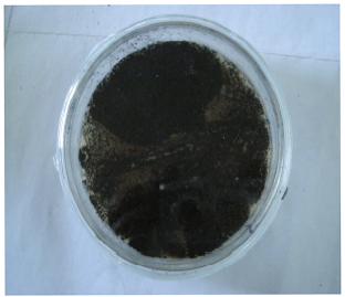 Image for - Microbial Detheobromination of Cocoa (Theobroma cacao) Pod Husk