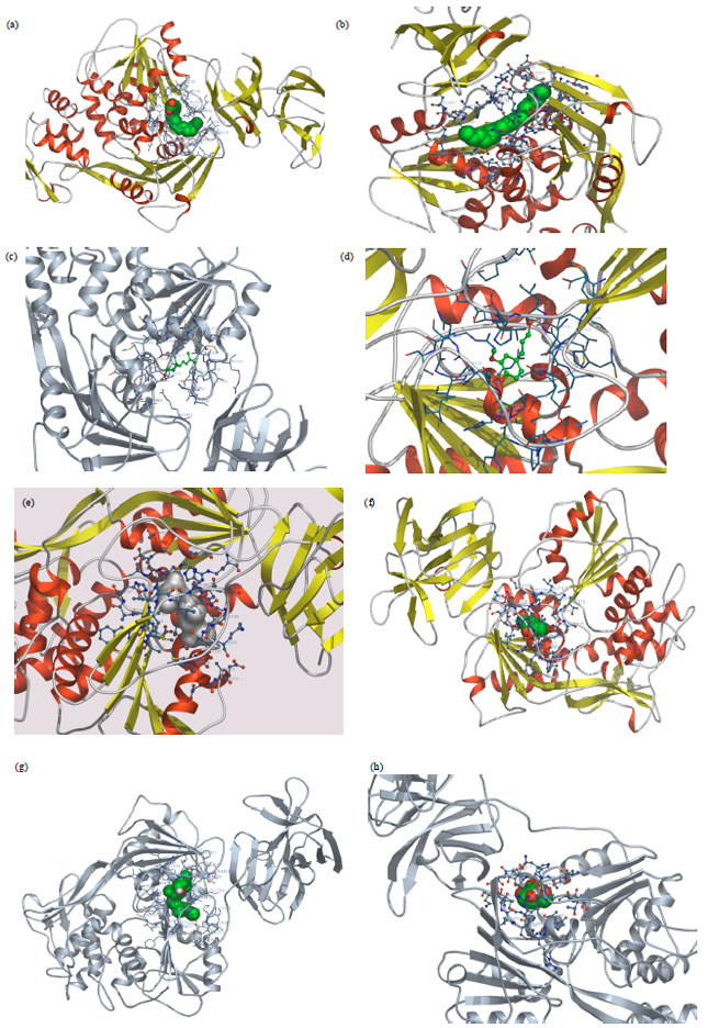 Image for - Evaluation of Natural Compound as a Potential Drug Against DENV Non-structural  Proteins: In silico Study