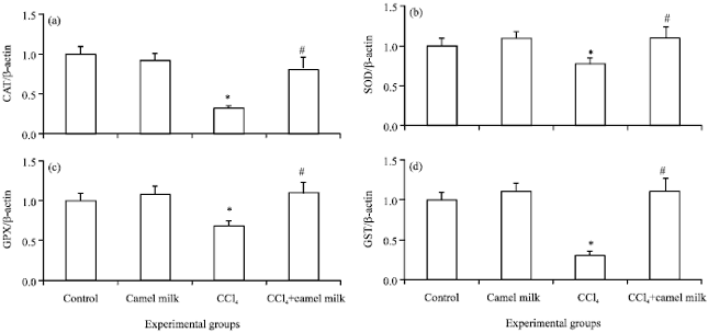 Image for - Camel Milk Regulates Gene Expression and Activities of Hepatic Antioxidant Enzymes in Rats Intoxicated with Carbon Tetrachloride