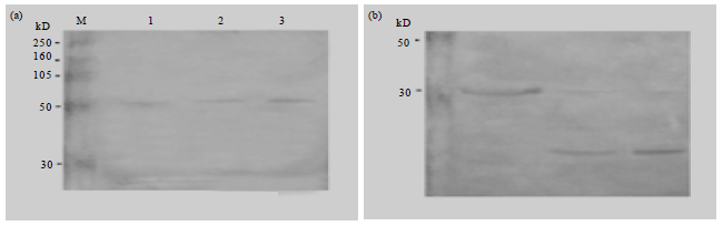 Image for - In vitro Anticancer Effect of Acanthus ilicifolius on Hepatocellular Carcinoma Cells