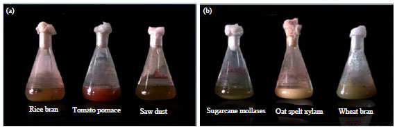 Image for - Production of Xylanase from Various Lignocellulosic Waste Materials by Streptomyces sp. and its Potential Role in Deinking of Newsprint