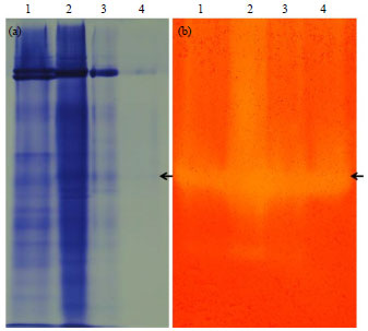 Image for - Purification, Biochemical Characterization of a Macrotermes gilvus Cellulase and Zymogram Analysis