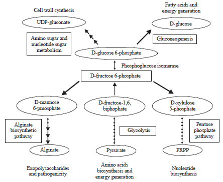 Image for - Biochemical Leaning of Phosphoglucose Isomerase is More Towards Gluconeogenesis in Pseudomonas aeruginosa PAO1