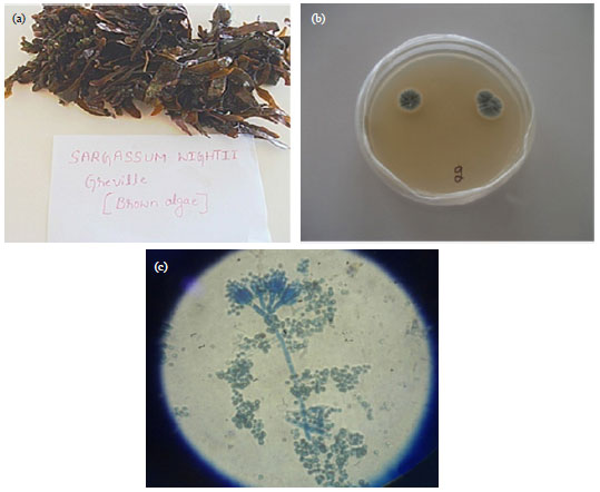 Image for - Antiangiogenic and Antioxidant Activity of Endophytic Fungus Isolated from Seaweed (Sargassum wightii)
