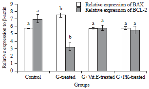 Image for - Pumpkin and Vitamin E as Potent Modulators of Apoptosis in Gentamicin-induced Rat Nephrotoxicity