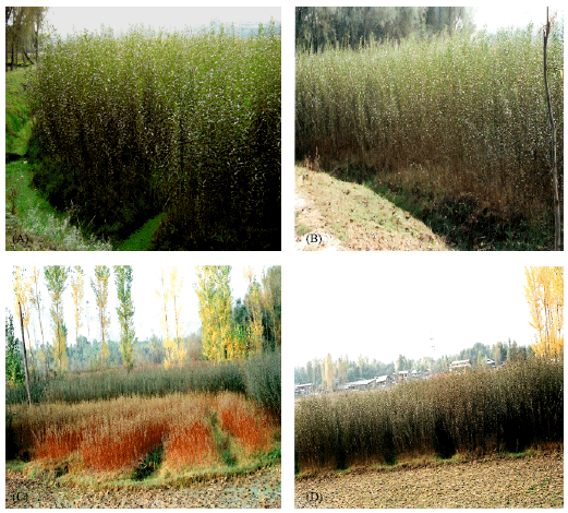 Image for - Genetic Diversity in Salix viminalis  in the Kashmir Valley, India