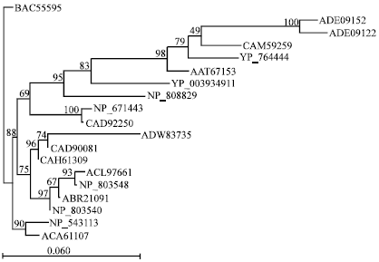 Image for - Phylogenetics and in silico Docking Studies Between Coat Protein of Mimosa Yellow Vein Virus and Whey α-lactalbumin