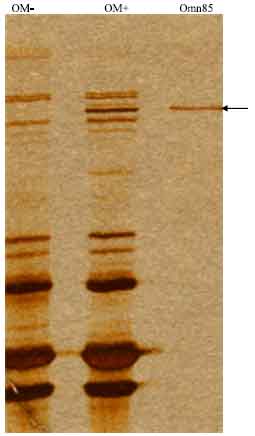 Image for - Quaternary Structure of Omp85/YaeT/BamA of Yersinia pestis