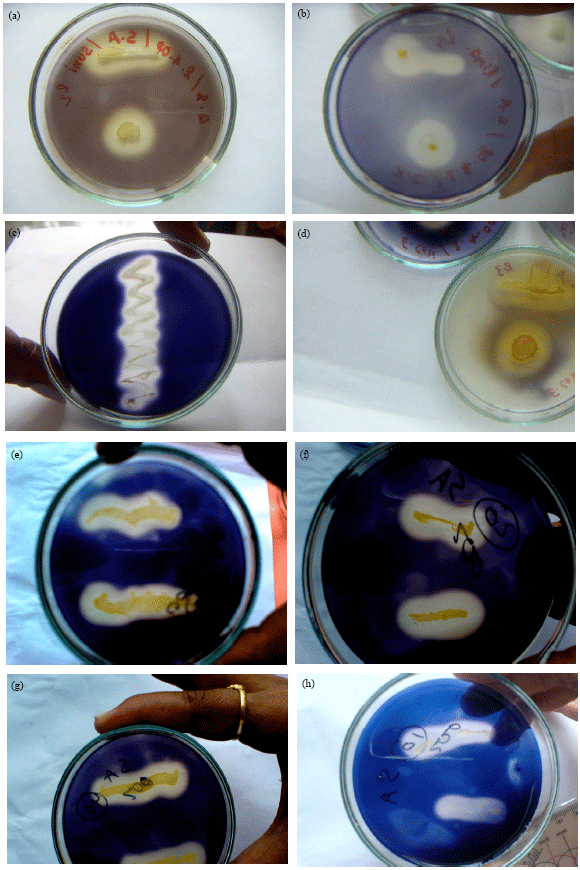 Image for - Immobilization of Microbial (Wild and Mutant Strains) Amylase on Coconut Fiber and Alginate Matrix for Enhanced Activity