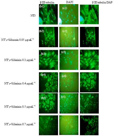 Image for - Effects of Silibinin on Hair Follicle Stem Cells Differentiation to Neural-like Cells