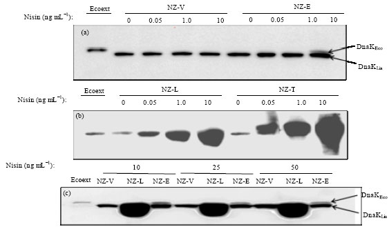 Image for - Nisin Tolerance of DnaK-overexpressing Lactococcus lactis Strains at 40°C