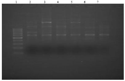 Image for - Random Amplified Polymorphic DNA (RAPD) Detection of Somaclonal Variants in Commercially Micropropagated Banana (Musa spp. Cultivar Grand Naine)