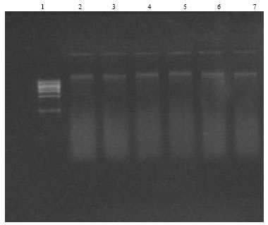 Image for - Random Amplified Polymorphic DNA (RAPD) Detection of Somaclonal Variants in Commercially Micropropagated Banana (Musa spp. Cultivar Grand Naine)