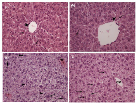 Image for - Protective Effect of L-carnitine Against γ-Rays Irradiation-induced Tissue Damage in Mice