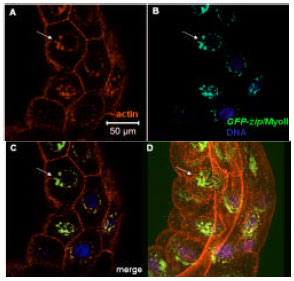 Image for - Nuclear Association of Nonmuscle Myosin-II within the Giant Cells of Drosophila melanogaster Salivary Gland Organ: Tail Domain Specifies Perinuclear Oligomerization