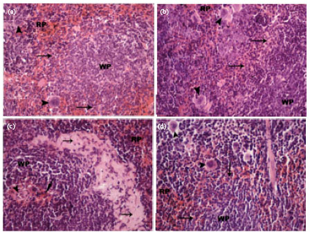Image for - Protective Effect of L-carnitine Against γ-Rays Irradiation-induced Tissue Damage in Mice