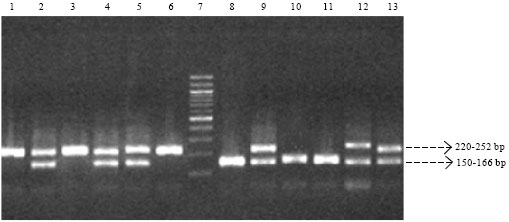 Image for - Tetranucleotide Repeat Polymorphism in the 3