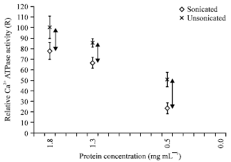 Image for - Ultrasonication of Chicken Natural Actomyosin: Effect on ATPase Activity, Turbidity and SDS-PAGE Profiles at Different Protein Concentrations