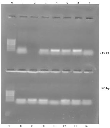 Image for - Detection of Canine Parvo Virus by Polymerase Chain Reaction Assay and its Prevalence in Dogs in and Around Mathura, Uttar Pradesh, India