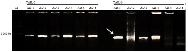 Image for - Isolation and Characterization of CPRgene Promoter from Artemisia annua by Thermal Asymmetric Interlaced Polymerase Chain Reaction (TAIL-PCR)