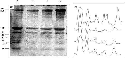 Image for - Ultrasonication of Chicken Natural Actomyosin: Effect on ATPase Activity, Turbidity and SDS-PAGE Profiles at Different Protein Concentrations