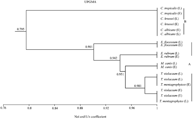 Image for - Genetic Relationships and Isozyme Profile of Dermatophytes and Candida  Strains from Egypt and Libya