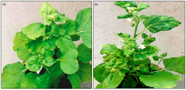 Image for - Wild Plants as Sources of the Permanency of Viruses Infecting Cultivated Plants: Case of Cassava Begomoviruses in Togo