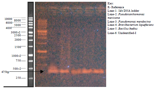 Image for - Isolation and Identification of Toluene Degrading Microbes and Detection of Catabolic Gene