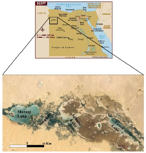 Image for - Fatty Acid Profiles, Pigments and Biochemical Contents of Cyanobacterial Mat in Some Lakes of North Western Desert, Egypt