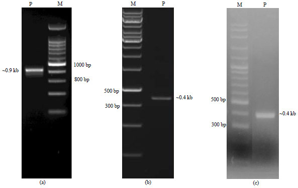 Image for - Characterization of Lipase Gene Fragment from Alcaligenes sp. JG3 Bacterium