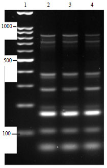 Image for - Molecular Characterization of Pasteurella multocida Isolated from Rabbit in Egypt