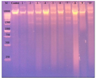 Image for - Molecular Characterization of Multidrug Resistant Clinical Escherichia coli Isolates