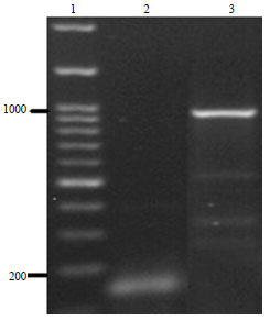Image for - Molecular Characterization of Pasteurella multocida Isolated from Rabbit in Egypt