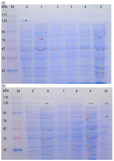 Image for - Molecular Characterization of Multidrug Resistant Clinical Escherichia coli Isolates