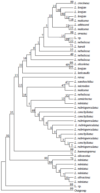 Image for - Evolutionary Lineages in Genus Lethrinus (Family: Lethrinidae) and the Corresponding Trophic Evolution Based on DNA Barcoding