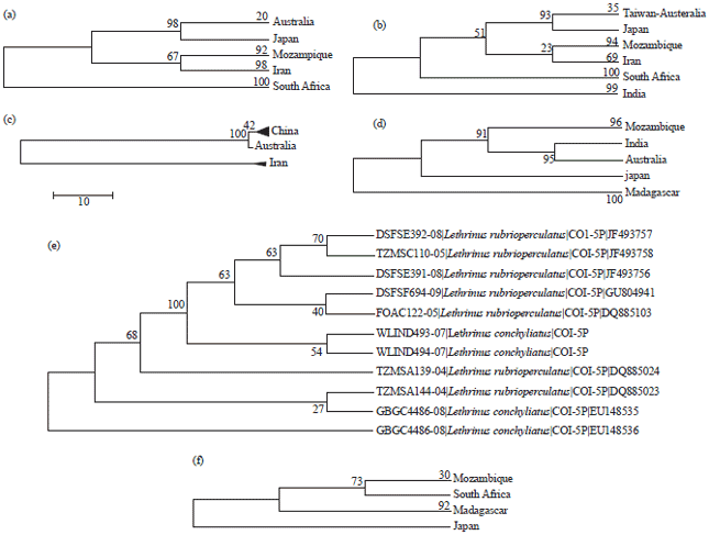 Image for - Evolutionary Lineages in Genus Lethrinus (Family: Lethrinidae) and the Corresponding Trophic Evolution Based on DNA Barcoding