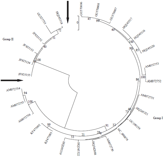 Image for - Characterization of ORF0 and ORF1 and their Roles in Recombination and Replication of Sugarcane yellow leaf virus