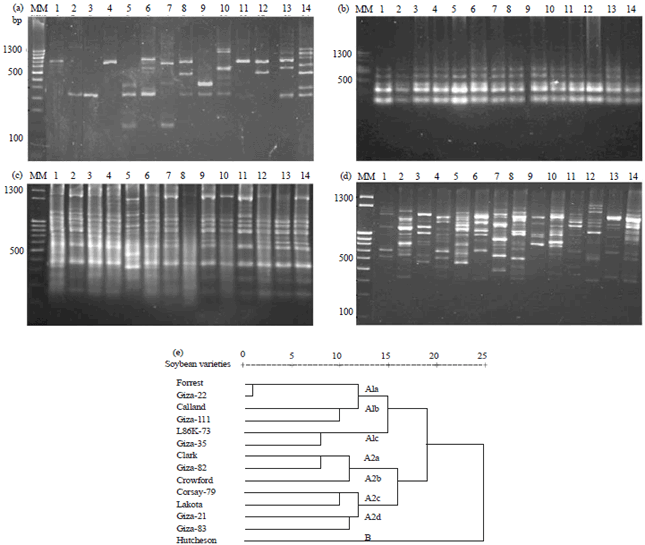 Image for - Molecular Characterization of Soybean (Glycine max L. Merr) Genotypes Tolerant and/or Susceptible to Cotton Leaf Worm (Spodoptera littoralis)