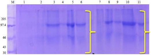 Image for - Assessment of Biochemical Parameters in Heavy Metal-stressed Crop of Mung Bean [Vigna radiata (L.) R. Wilczek]