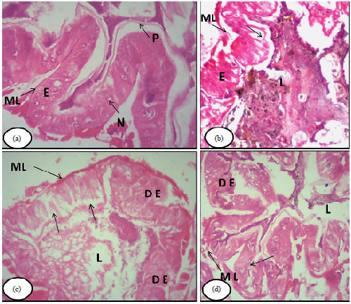 Image for - Biochemical and Histological Effects of Lambda Cyhalothrin, Emamectin Benzoate and Indoxacarb on German Cockroach, Blattella germanica L.