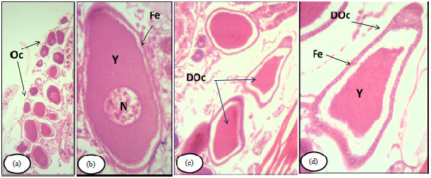 Image for - Biochemical and Histological Effects of Lambda Cyhalothrin, Emamectin Benzoate and Indoxacarb on German Cockroach, Blattella germanica L.