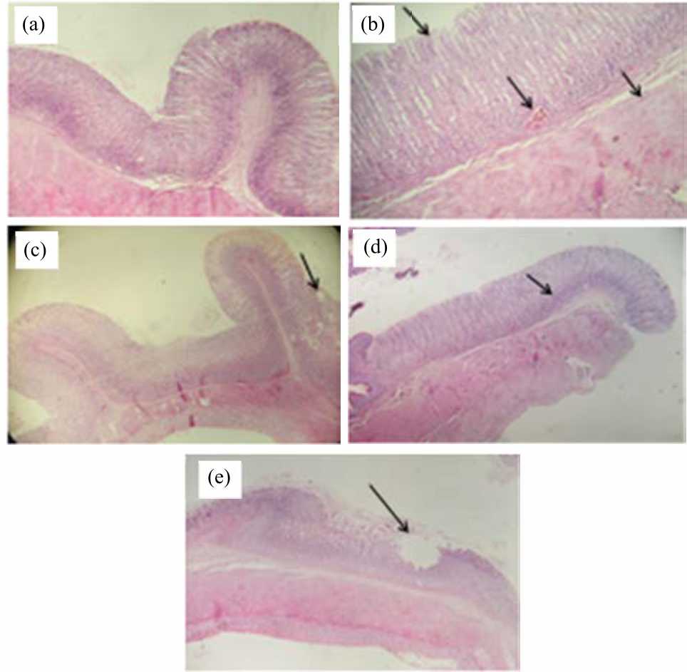 Image for - Regulation of Connective Components in Indomethacin-induced Gastric Ulcer Healing in Wistar Rats