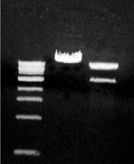 Image for - Simultaneous Nucleic Acids Separation and Extraction Using Silica Gel-Agarose Matrix Gel
