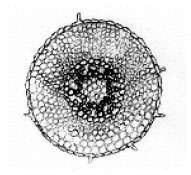 Image for - Effect of Toxic Metal Mercury on Histomorphology of Cymopsis tetragonoloba