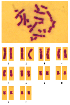 Image for - Karyotype of Amphibians in Saudi Arabia. 3. The Karyotype of Bufo regularis