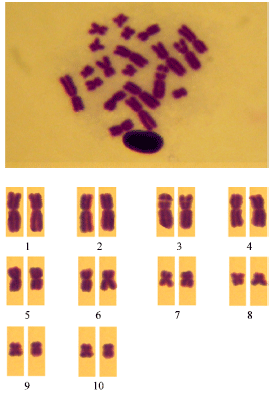 Image for - Karyotype of Amphibians in Saudi Arabia. 3. The Karyotype of Bufo regularis